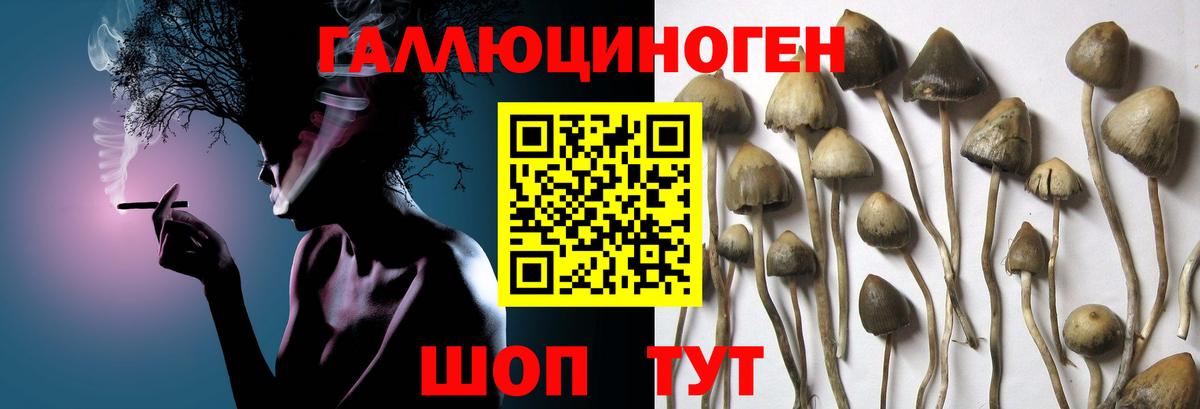 Псилоцибиновые грибы мицелий Дятьково